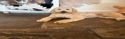 Mixed Breed dogs for stud: Standard F1 Goldendoodle for stud in Preston - Advert 1