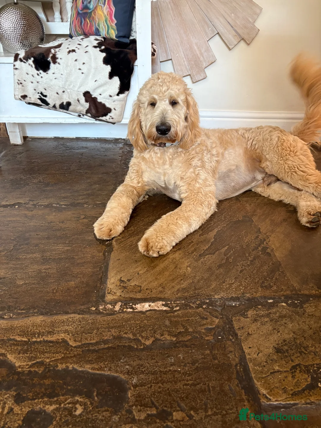 Mixed Breed dogs for stud: Standard F1 Goldendoodle for stud in Preston - Advert 1