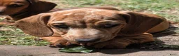 Dachshund dogs for sale: Gorgeous sausage dog puppies  - Advert 24