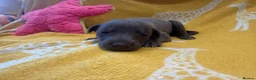 Whippet dogs for sale: Stunning kc reg blue whippet pups  - Advert 11