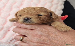 Mixed Breed dogs for sale: BEAUTIFUL SMALL MALTIPOO  BABY'S  - Image 13