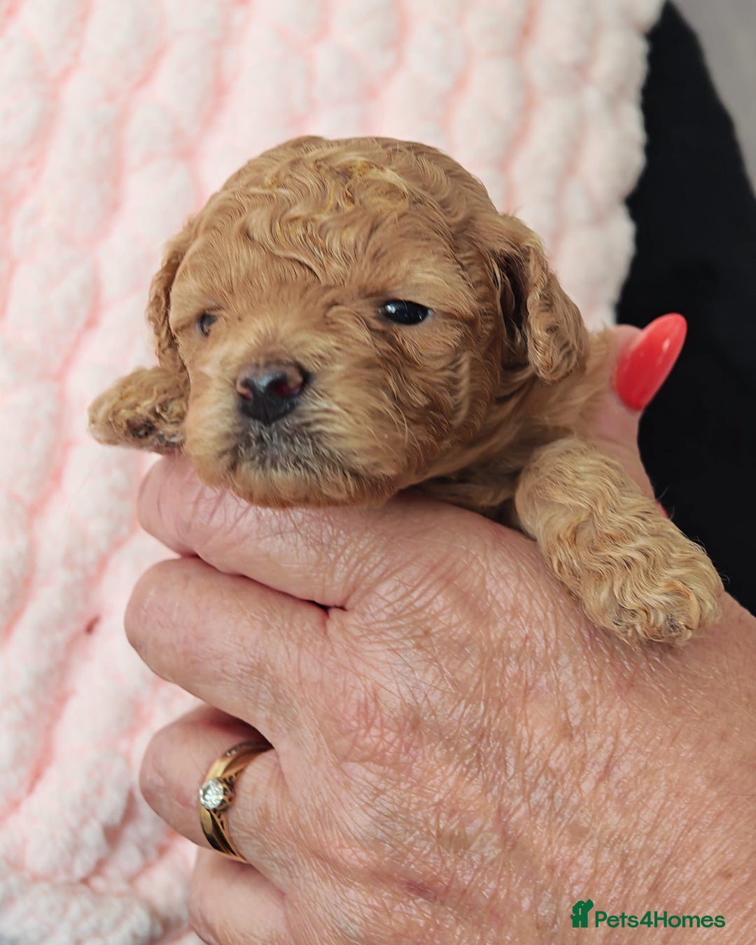 Mixed Breed dogs for sale: BEAUTIFUL SMALL MALTIPOO  BABY'S  - Image 13
