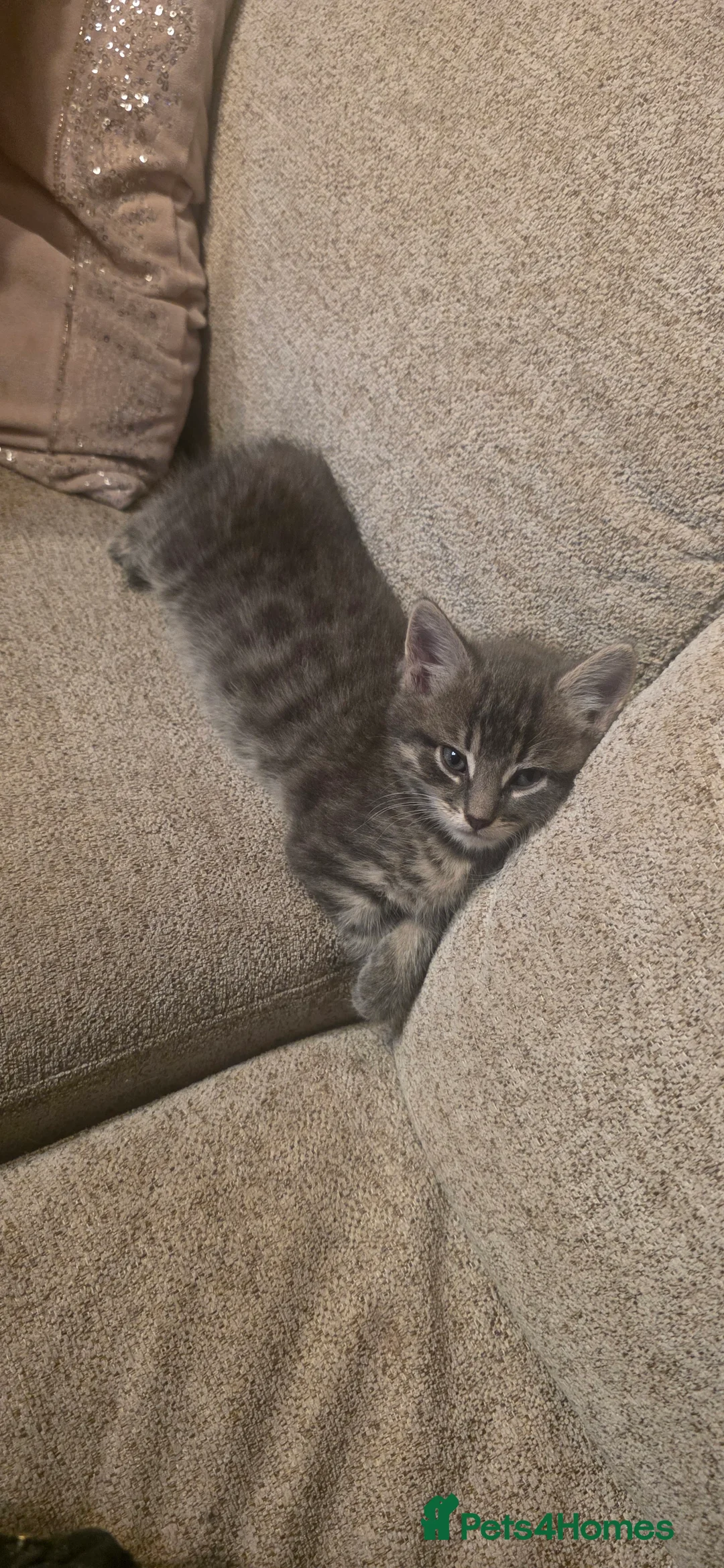 Mixed Breed cats for sale: Half forest cat kittens  - Advert 2
