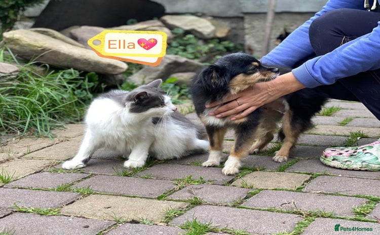 Mixed Breed dogs - Advert 1