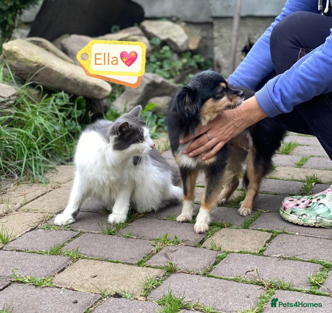 Mixed Breed dogs for adoption: 💖🐶 ELLA 🐶💖 - Image 1