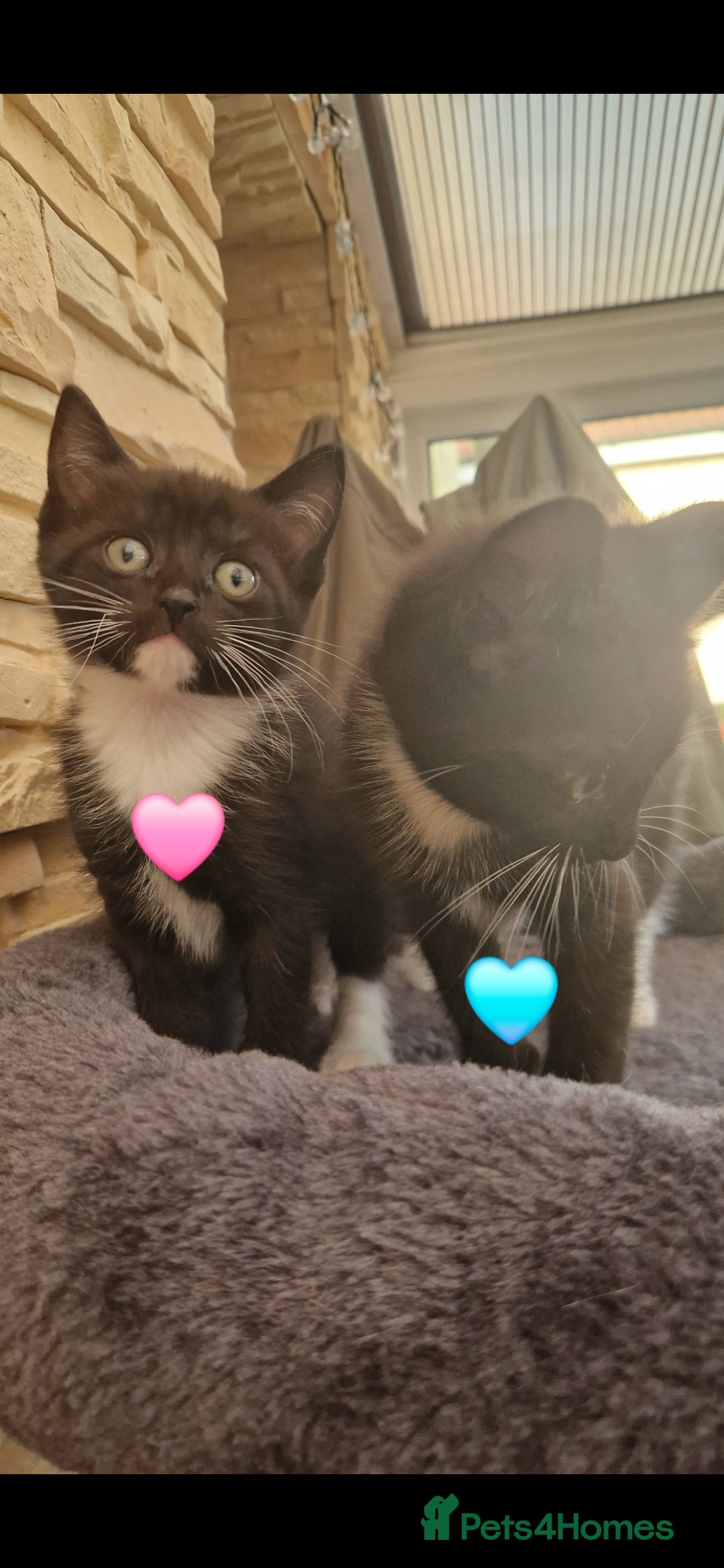 Mixed Breed cats for sale: Kittens 🐈‍⬛ - Image 8