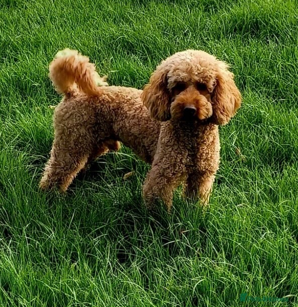 Romeo