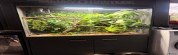 Lizard reptiles for sale: Chinese water Dragon and complete set up for sale - Advert 7