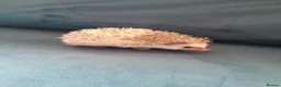 Pygmy Hedgehog rodents for sale: Baby African pygmy hedgehogs for sale  in Leicester - Advert 2