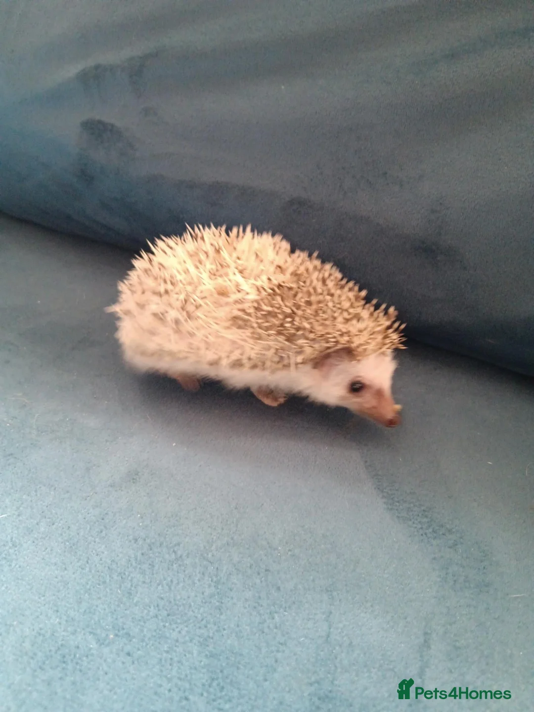 Pygmy Hedgehog rodents for sale: Baby African pygmy hedgehogs for sale  in Leicester - Advert 2