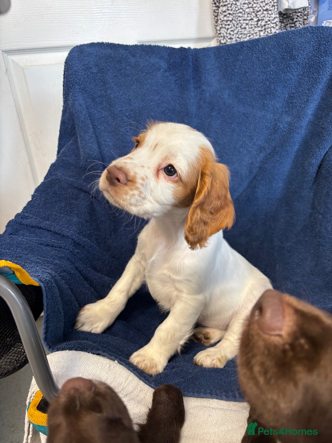 Cocker Spaniel dogs for sale: Cocker spaniel puppies Ready now, 3 girls left - Image 5