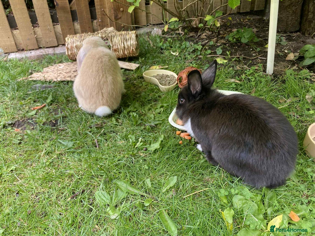 Mini Lop rabbits for sale: Minilop and lionhead bunny for sale - Image 5