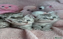 British Shorthair cats for sale: *stunning* silver tabby British short haired  - Image 1