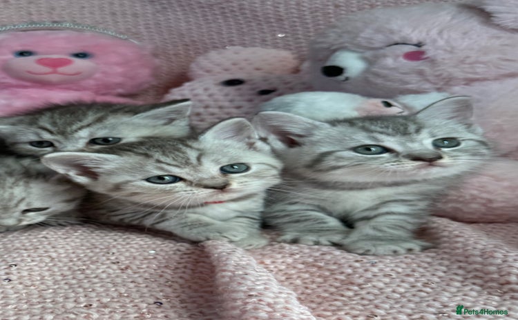 British Shorthair cats - Advert 13