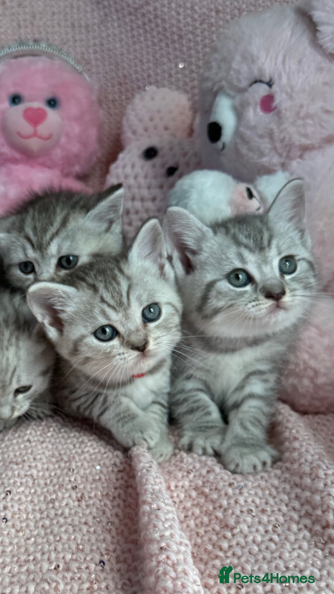 British Shorthair cats for sale: *stunning* silver tabby British short haired  - Image 1