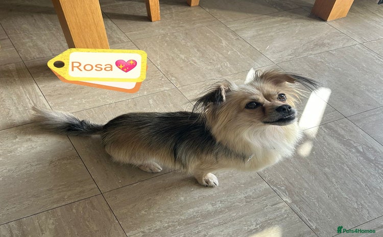 Pekingese dogs - Advert 1
