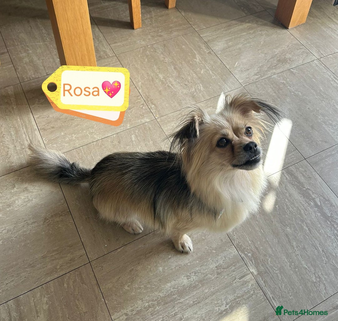 Pekingese dogs for adoption: 💖🐶 ROSA 🐶💖 - Image 1