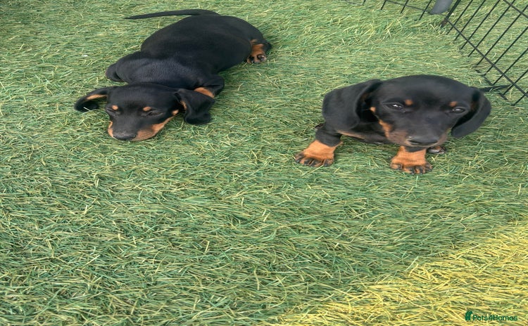 Dachshund dogs - Advert 5