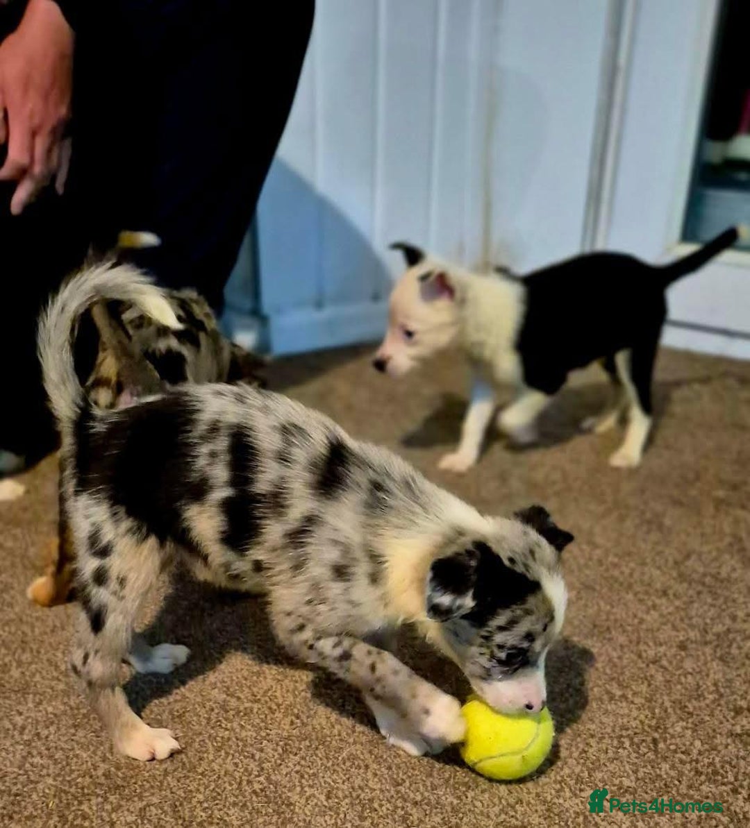 Border Collie dogs for sale: Border collie pups for sale  - Image 20