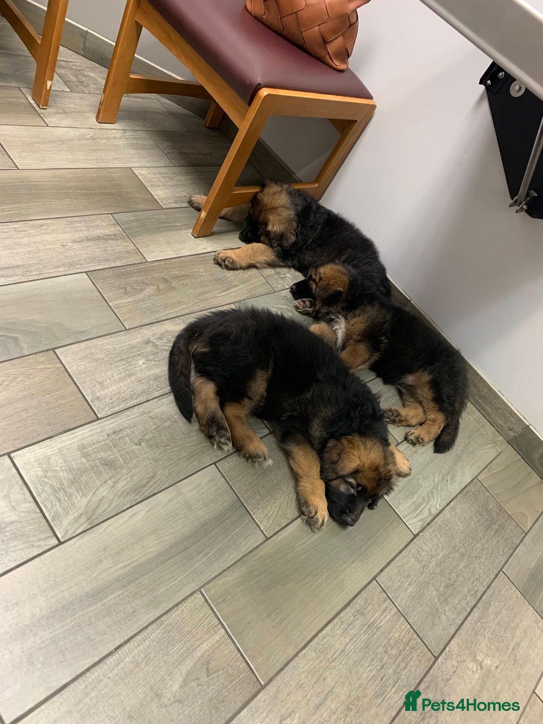 German Shepherd dogs for sale: For sale German Shepherd puppies - Advert 5