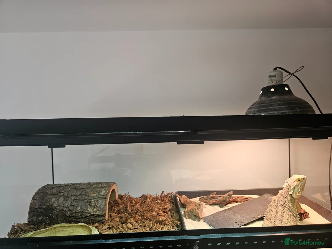 Bearded Dragon reptiles for sale: Adult male beardie  - Advert 2