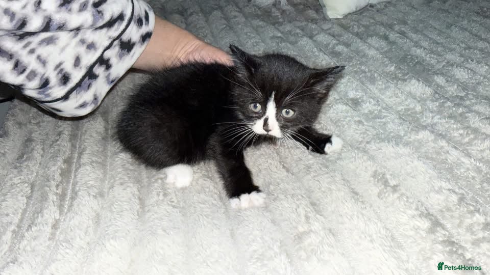 Mixed Breed cats Kitten for sale - Advert 11