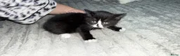 Mixed Breed cats for sale: Kitten for sale - Advert 1