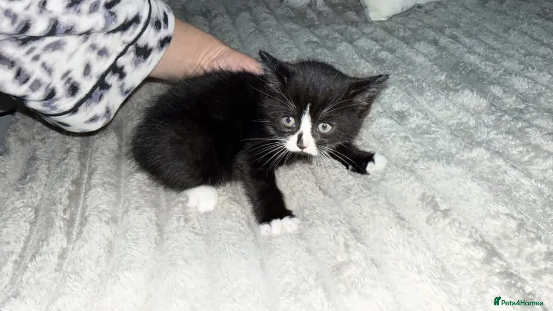 Mixed Breed cats for sale: Kitten for sale - Advert 1