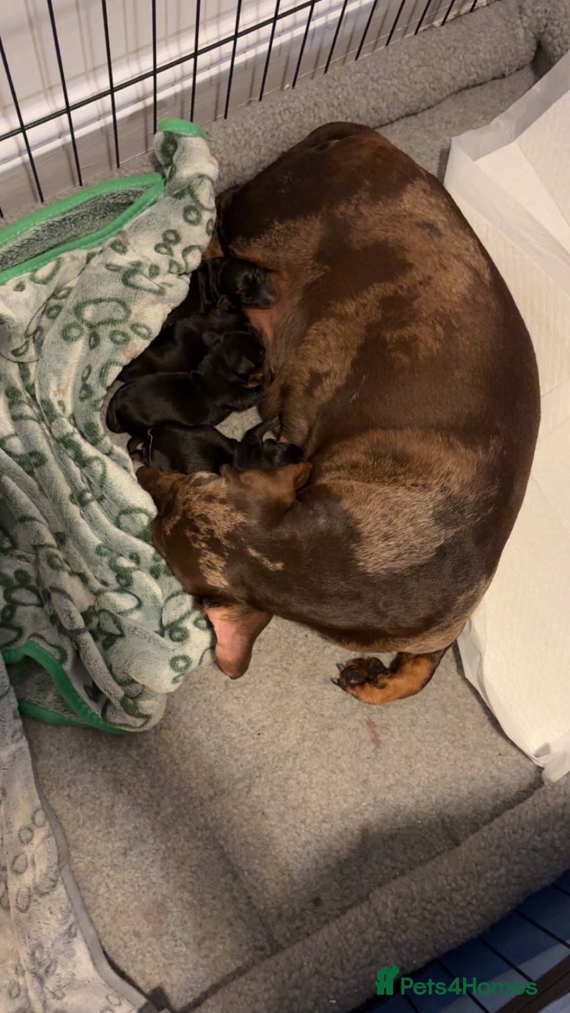 Dachshund dogs Daushound pups  - Advert 4