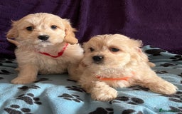 Cavachon dogs for sale: Cute Cavachon puppies  - Image 10