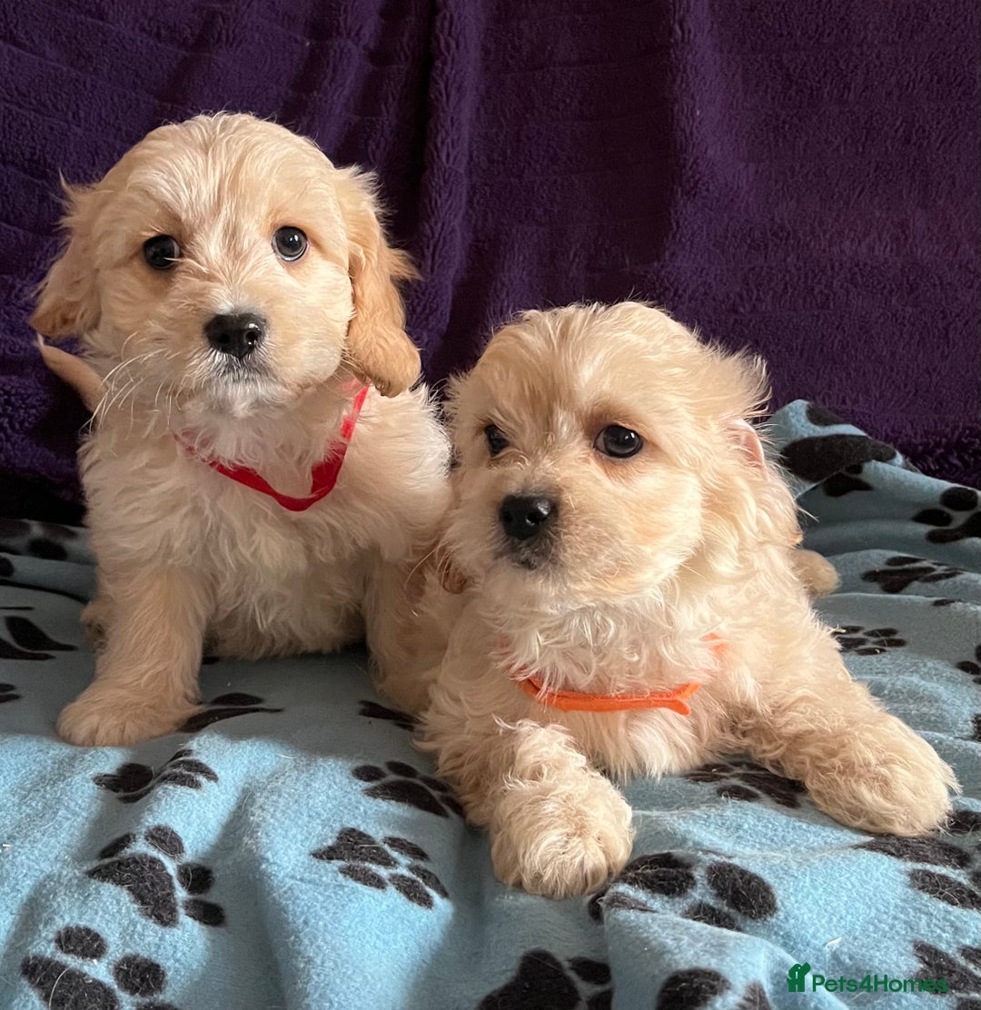 Cavachon dogs for sale: Cute Cavachon puppies  - Image 10
