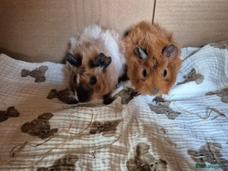 Guinea Pig rodents Baby Female Abyssinian Californian Guinea Pigs - Advert 1