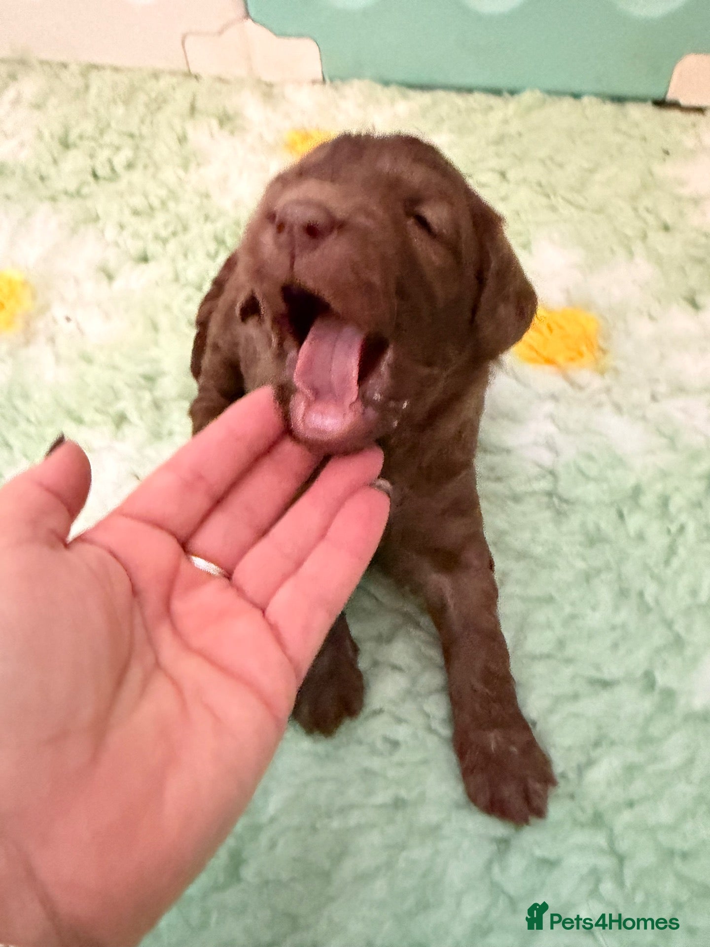 Labradoodle dogs for sale: Stunning Multigen Doodles - Advert 2