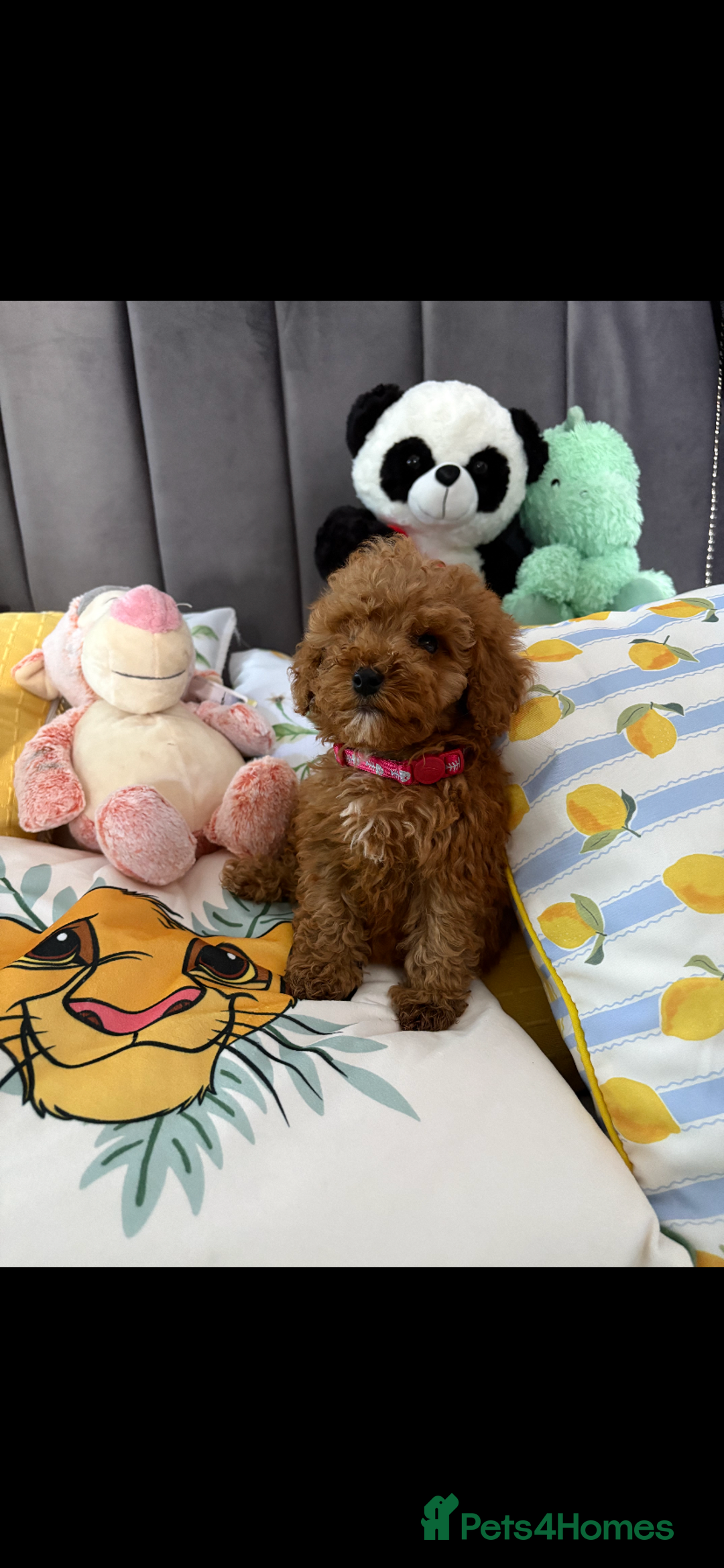 Poodle dogs for sale: Toy poodle puppies for sale  - Image 18