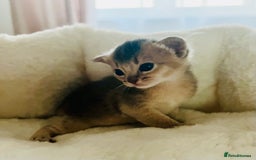 Abyssinian cats for sale: 🥇 5+ Gen Champ🏆 Fawn🤍Blue💙 girls🤎choco🧡ruddy - Image 4