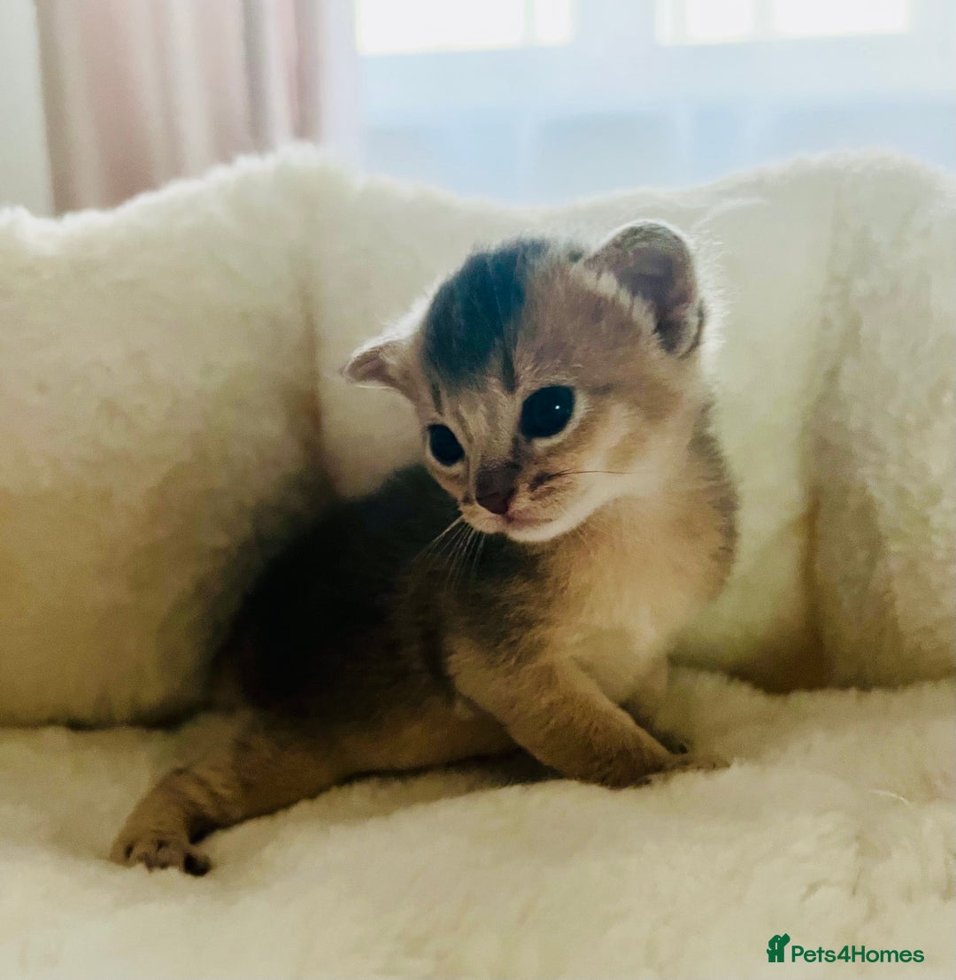 Abyssinian cats for sale: 🥇 5+ Gen Champ🏆 Fawn🤍Blue💙 girls🤎choco🧡ruddy - Image 4