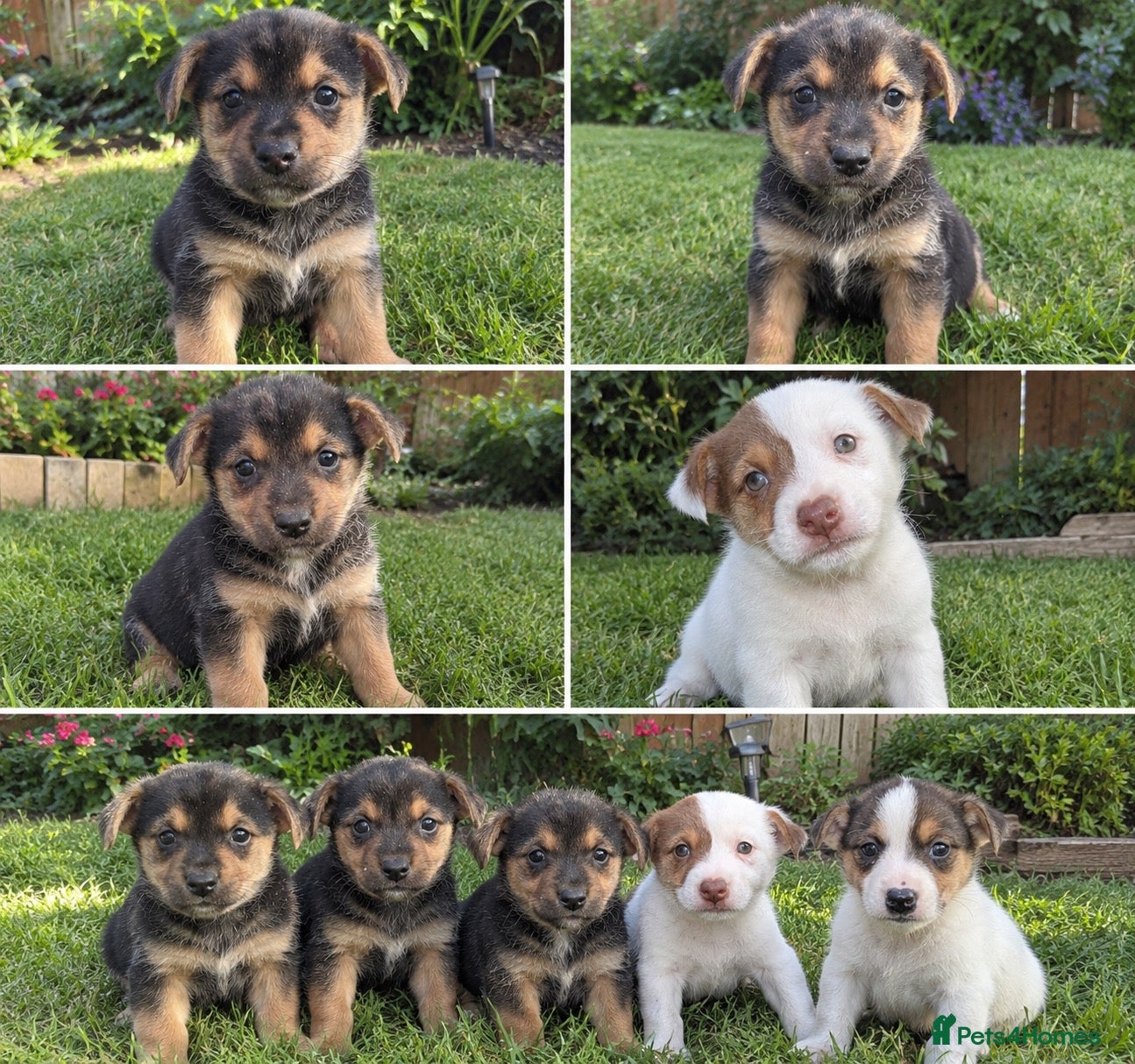 Jack Russell dogs for sale: 5 pure jack Russel pups - Advert 4