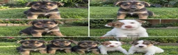 Jack Russell dogs for sale: 5 pure jack Russel pups - Advert 1