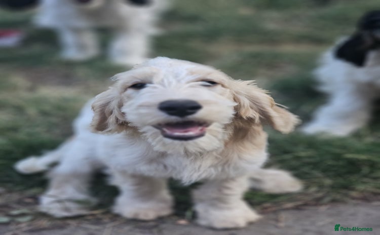 Cockapoo dogs in Milton Keynes - Advert 1