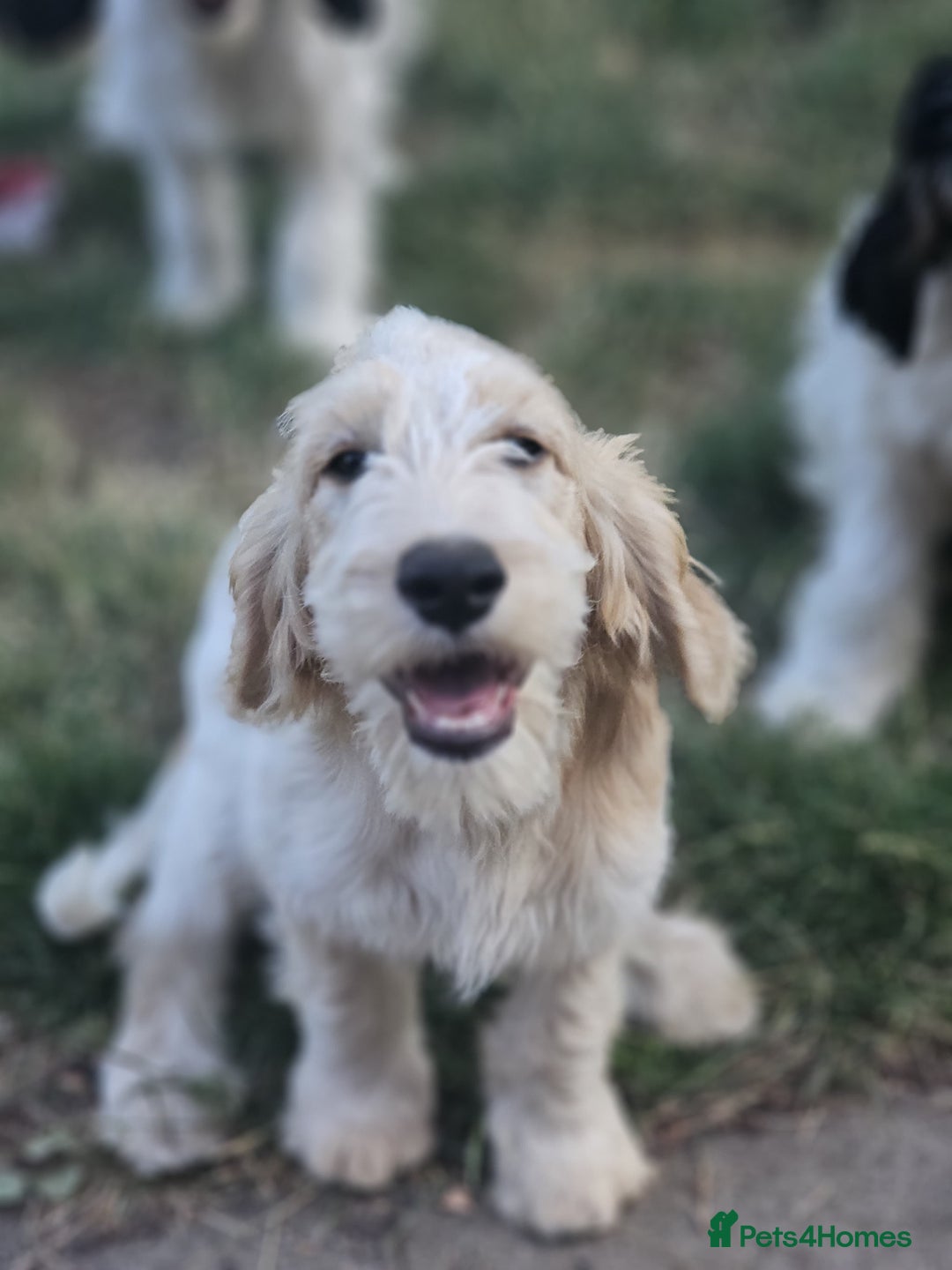 Cockapoo dogs for sale: PRICE REDUCED - READY NOW Chunky Parti Cockapoos in Milton Keynes - Image 3