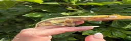 Gecko reptiles for sale: Lily white crested gecko  - Advert 4