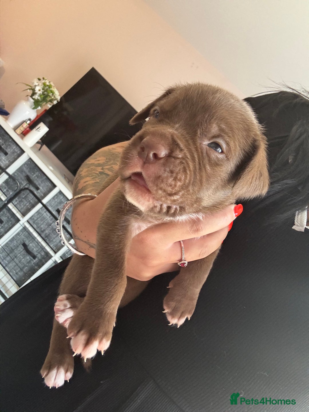 Mixed Breed dogs for sale: Rare breeding American x Bulldog x Cane Corso Pups - Image 9