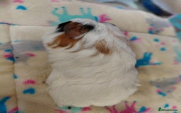 Guinea Pig rodents for sale: Baby Longhaired Brothers/Teddies Available RTR - Image 23