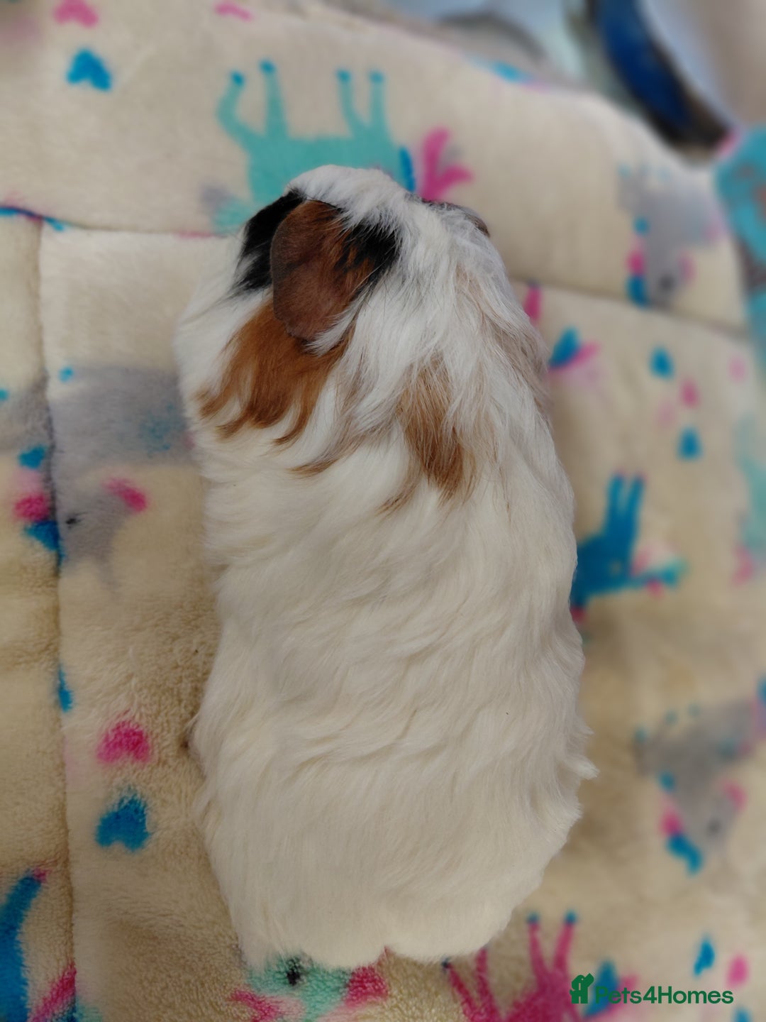 Guinea Pig rodents for sale: Baby Longhaired Brothers/Teddies Available RTR - Image 23