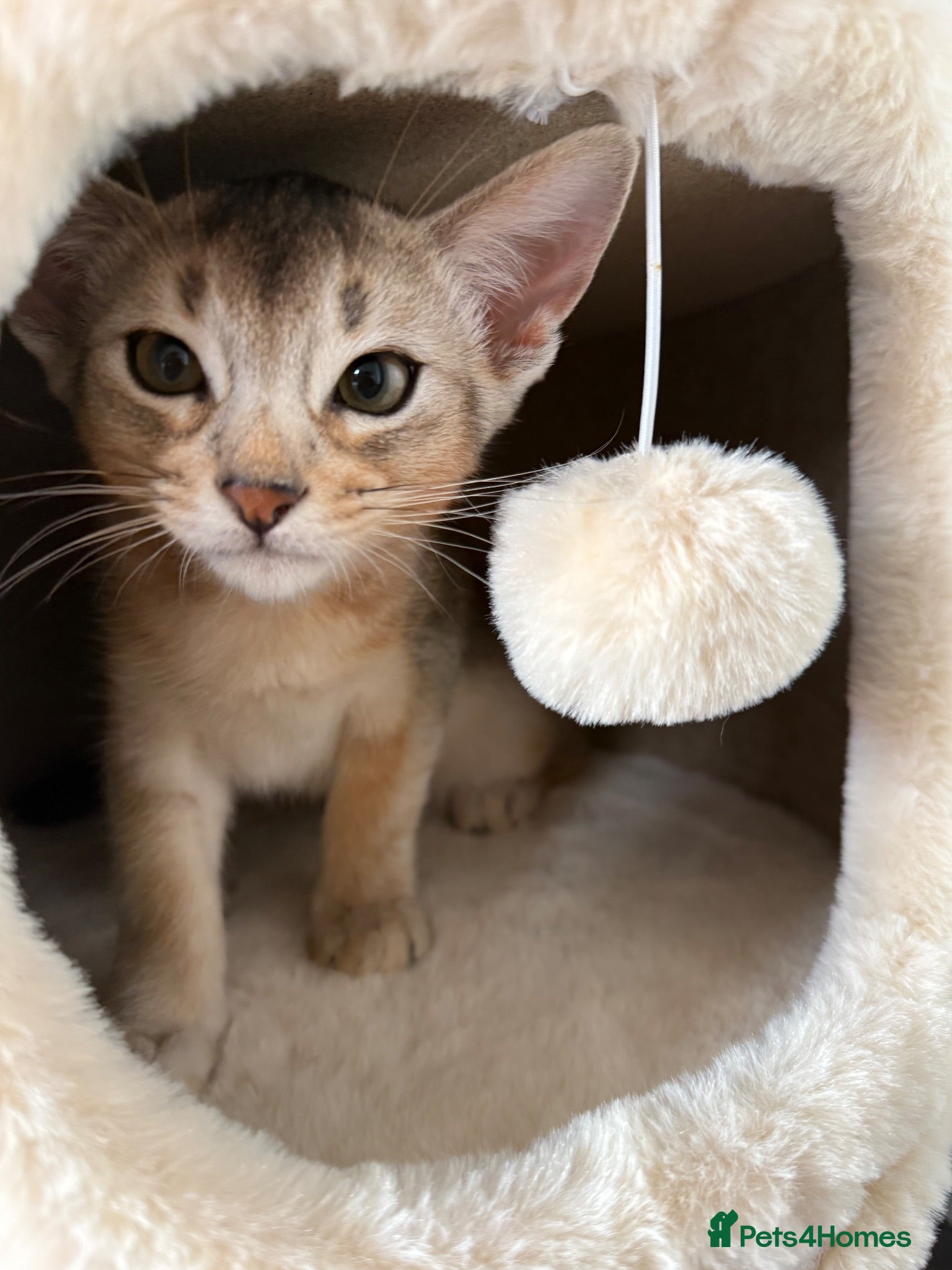 Abyssinian cats TICA Registered Abyssinian Kittens - Advert 2