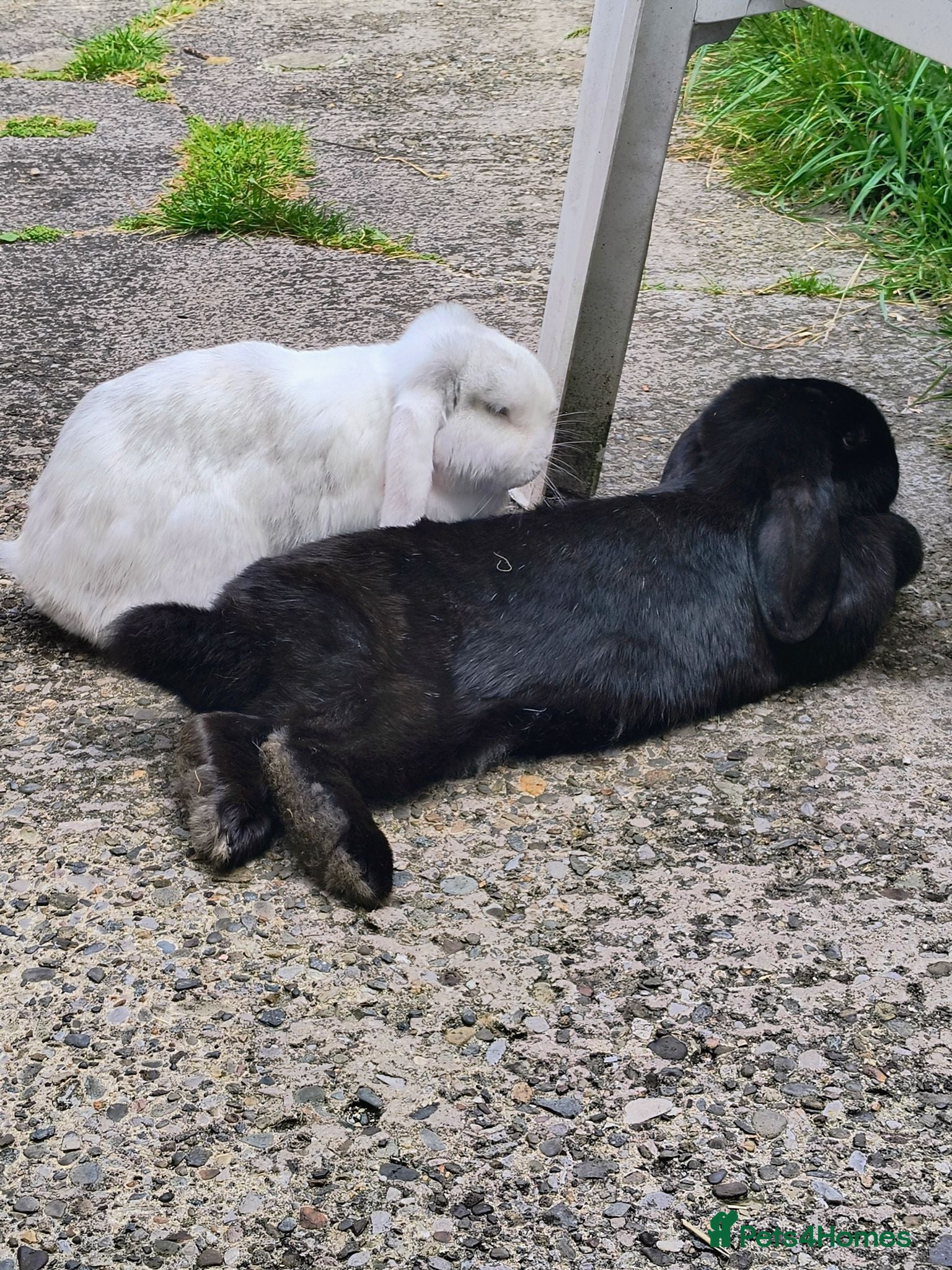 Mini Lop rabbits 2 rabbits free to good home - Advert 1