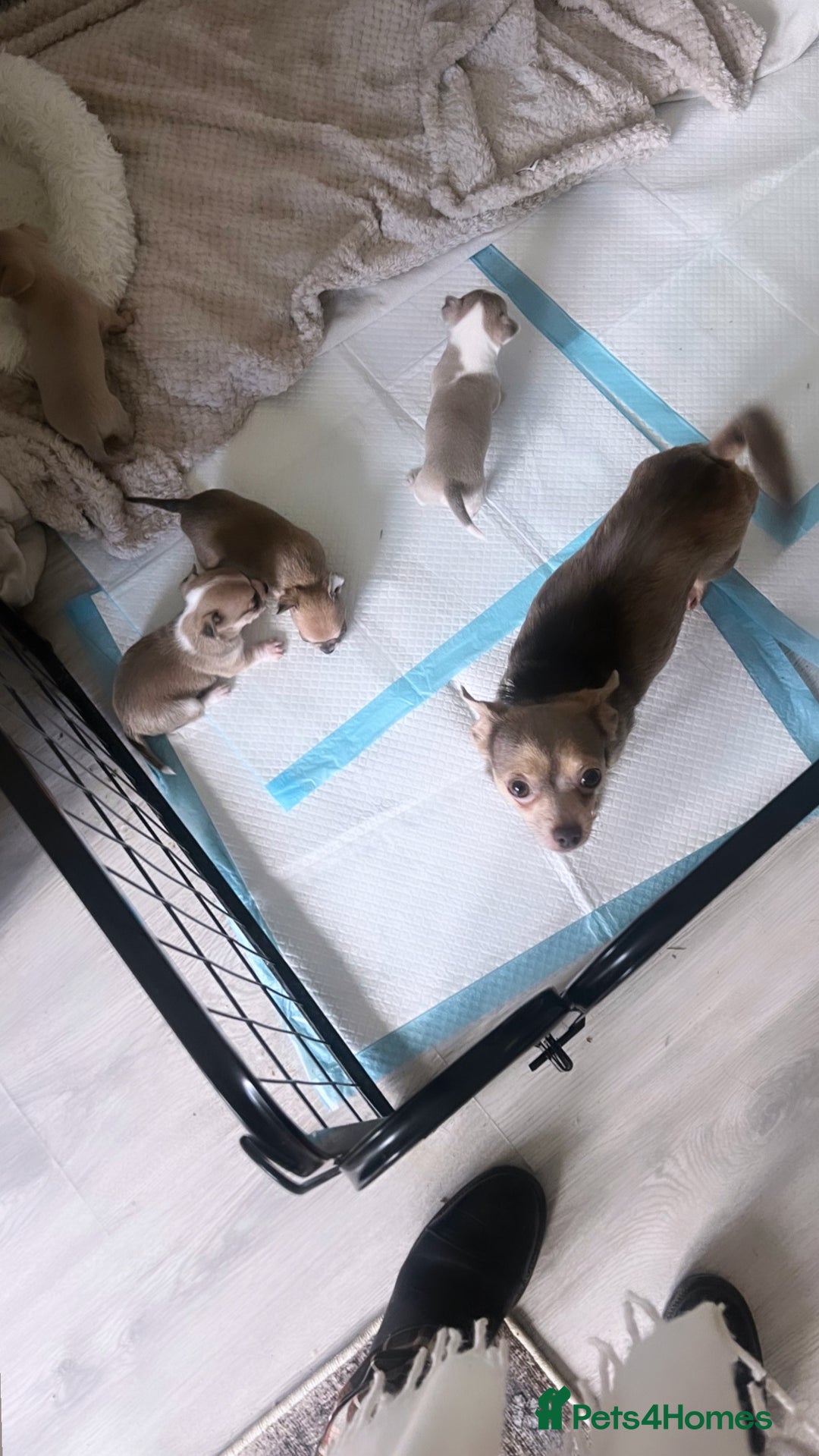 Chihuahua dogs for sale:  **  chihuahua puppies - Advert 5