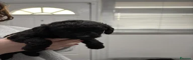 Labradoodle 4