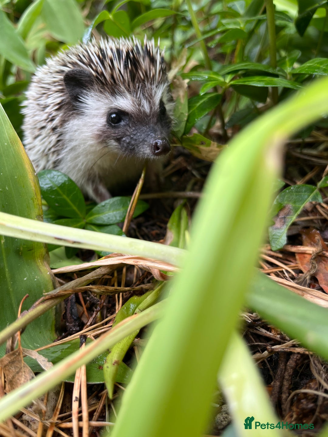 Pygmy Hedgehog rodents for sale: 8 week old baby hoglets ready now- super friendly  - Image 5