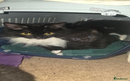 British Shorthair cats for sale: 2 tuxedo and 2 all black kittens for sale  - Image 6